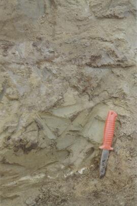 New tephra at Site Y04-18 at Lost Chicken Mine (8)