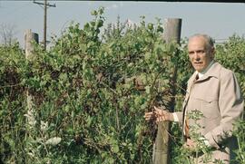 Sun-dried grapes in vineyard in Westbank