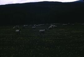 Sheep in field, Brisco