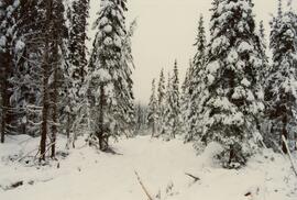 Post-logging view south of plot 27 at Summit Lake Selection Trial
