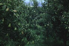 Pear orchard at Green Bay