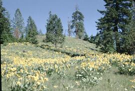 Sunflowers (Balsamorhiza saggitata) and Douglas fir at McCulloch Road