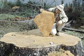 Don Benn and stump cross-section in the Yakoun River Valley