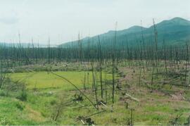 Burn N of Fox L - 01