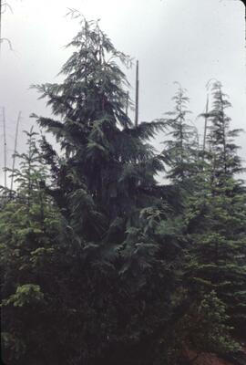 Red cedar in Nimpkish Valley