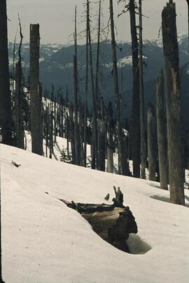 Mount Laughington behind dead trees