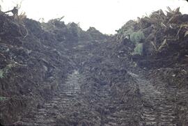 Skid trail soil damage in the Yakoun River Valley