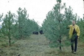 Ponderosa pine tree plantation at Kimberley