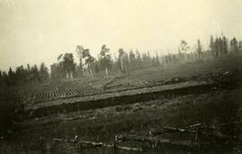 Rich farmland at Fort Fraser