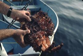 Large crab caught on the Edgewater Fortune in the Queen Charlotte Islands