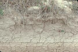 Lake salt soil profile near Invermere