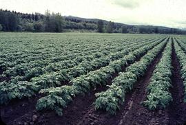 Potato field in Quick, Bulkley Valley