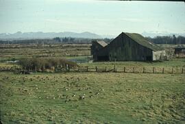 Canada Geese at Serpentine Fen