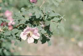 Bee on roses at Owen Lake