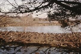 George C. Reifel Migratory Bird Sanctuary