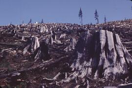 Stumps remaining after harvest and slash burn in Nimpkish Valley