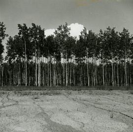 Young aspen on imperfectly drained clay at Prince George Airport Road