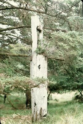 Old support beams for a house at Anthony Island