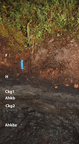 BC12-14 soil profile (annotated)