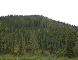 Panoramic view of north-facing slope overlooking the Tetsa River crossing of the Alaska Highway
