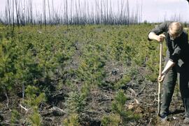 Ron Kowall and young pine tree regeneration at Milligan Creek