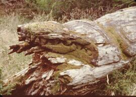 Ninstints totem poles at Anthony Island