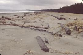 Active dunes and shoreline near Masset