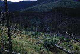 Recent logging at 29 Mile Creek