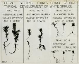 E.P. 638 Exploratory Direct Seeding Trials in Prince George Forest District - Typical Development of White Spruce showing seedlings from Genevieve Lake and Buckhorn Burn