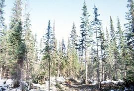 Summit Lake Residual Basal Area Density Study