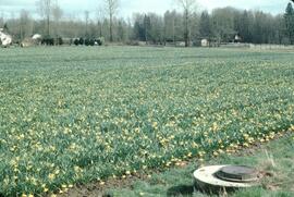 Daffodils at Bradner