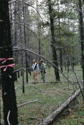 Win Arlidge and Terry Lewis in lodgepole pine stand, Brewer Creek