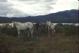 Pack horses at Kinaskan Lake