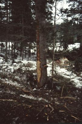 Abrasion on tree, Summit Lake Selection Trial