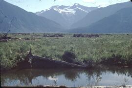 Waterfowl area and clearing near Mica Dam