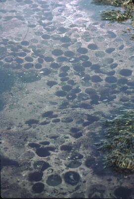Tidal pools at Mabens Beach