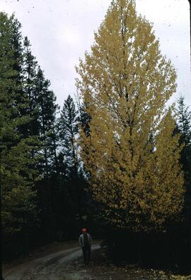 Autumn trees at Postill Lake