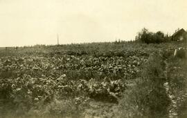 Rich vegetables and wonderful crop near Fort Fraser