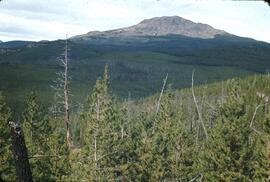 Forest landscape at Black Dome Mountain