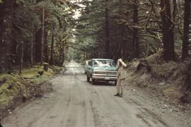 Moss covered trees near Masset
