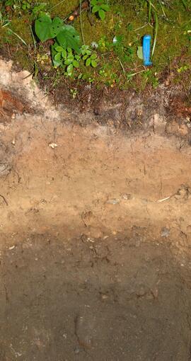 BC12-12 soil profile (cropped)