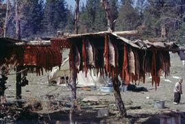 Drying fish at Chilko River