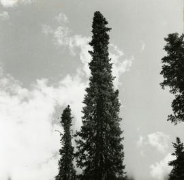 Commercial size Black Spruce by Main Access Road, Aleza Lake Forest Experiment Station