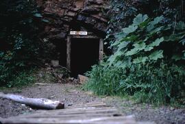 Devils club and old mine at Smithers
