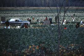 Brussel sprout harvest in the Upper Fraser Valley
