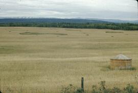 Wheatfield at Halfway River
