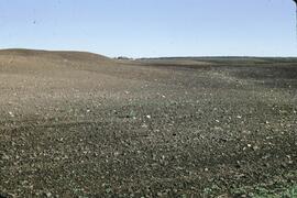 Stoney till in summer fallow in Pineview
