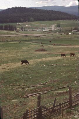 Cattle on fenced rangeland near Kelowna