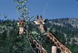 Giraffe at Okanagan Game Farm in Kaleden