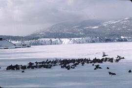 Ducks on ice at Kelowna City Park
